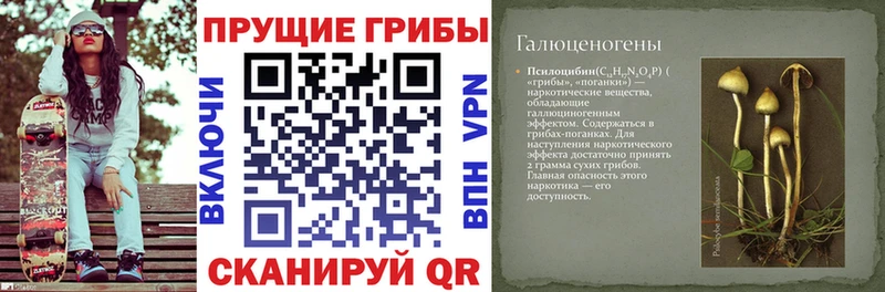 купить   Ишим  Галлюциногенные грибы GOLDEN TEACHER 